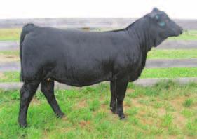 EBS Mavis sold in the Pine Ridge Dispersal Sale for $14,000 to Sloup Simmentals. At Sloups she has made her way as a top donor in their program.