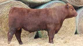 He has big time growth, EPDs and phenotype in an awesome package. Composite Bulls ADG 7 His dam is about as pretty as you can make one and has been towards the top of our cows for a long time.