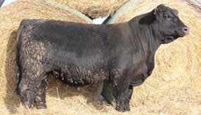 He is a smooth made bull with an attractive head and front end. Milk +19 CE + n.a His dam has been flushed multiple times and has put many daughters back in the herd.