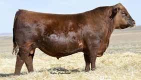47 Milk 28 His dam has been a tremendous producing female for us and this bull should sire really good replacement females.
