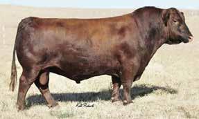 1 WW 56 YW 91 DJF FELPS 82F Born: 1/22/18 RED POLLED 1A 48 ANDRAS IN FOCUS B175 ANDRAS FUSION R236 ANDRAS BELLE B167 LSF COMBINATION A301M DJF MISS 82U L&L GINGER 82F is a red Fusion son that is out