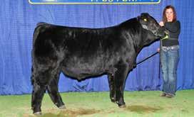3 Two time Natiol Champion Bull His calves have a distinct look with lots of shape, length, performance and tons of style.