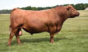 Red Angus Reference Sires H2R PROFITBUILDER B403 Born: 1/30/14 RED POLLED 1A Reg No 1683223 Tattoo B403 HXC CONQUEST 4405P LSF TAKEOVER 9943W LSF WIDELOAD R5014 U8061 BECKTON NEBULA P P707 BROWN MS