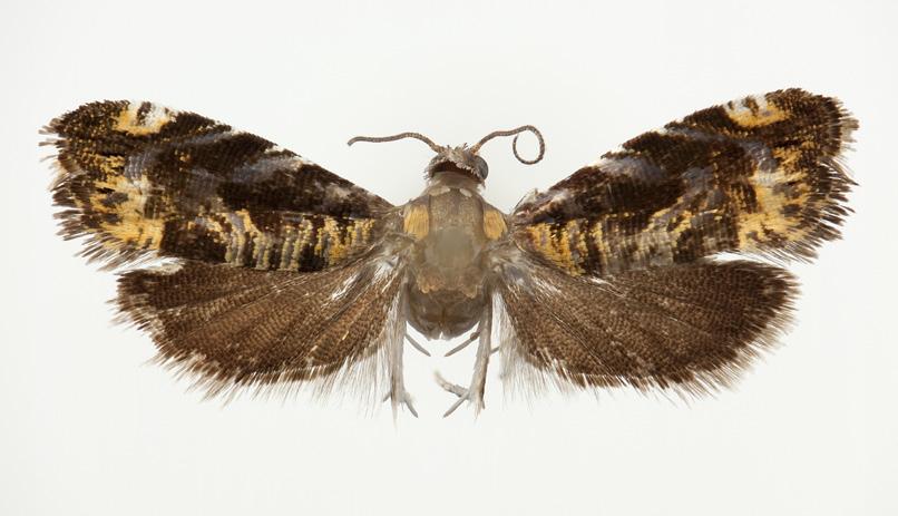 Norwegian Journal of Entomology 61, 27 36 (2014) 1 2 3 4 FIGURES 1 4. Adults of Camptrodoxa Meyrick, 1925. 1 2. Adults of C. plectocosma (Meyrick, 1921). 1. Female from Tanzania. 2. Holotype of Camptrodoxa inclyta Meyrick, 1925.