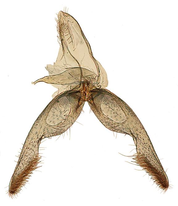 Genitalia of Namasia monitrix (Meyrick, 1909)