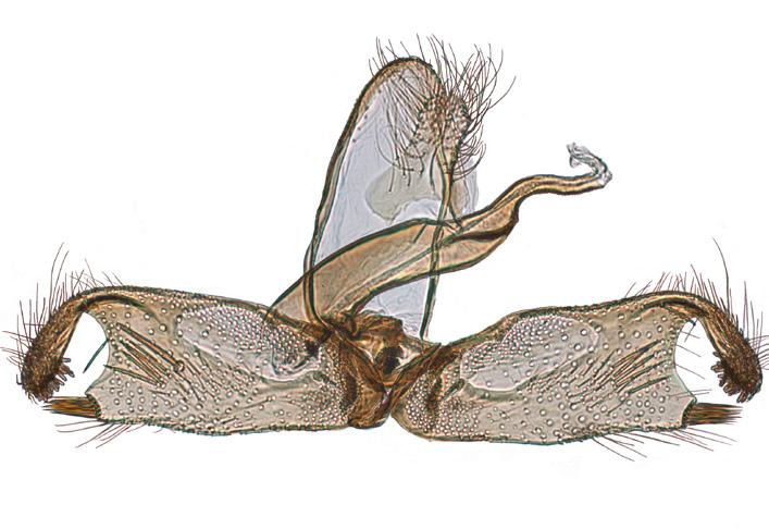 Male genitalia of N.
