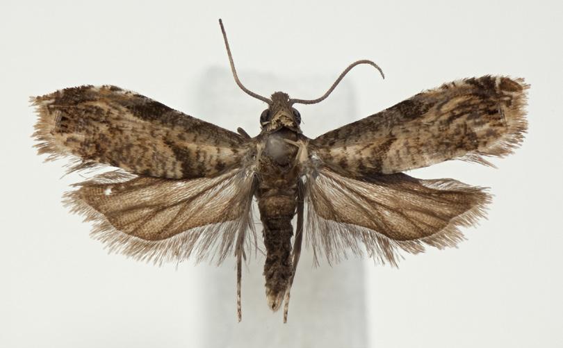 Norwegian Journal of Entomology 61, 27 36 (2014) 16 17 18 FIGURES 16 18. Adult and genitalia of Afroicelita pholicosta (Razowski & Wojtusiak, 2012). 16. Adult of A.