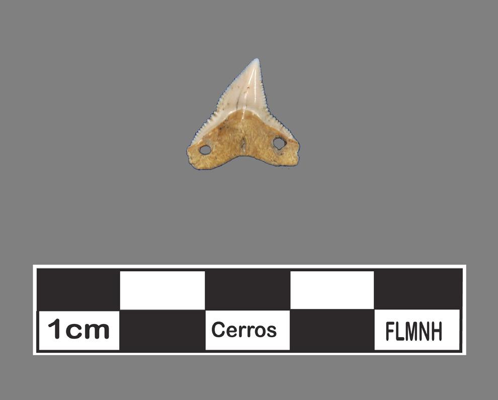 other settlements. The identification and analysis of ancient animal bones and shells recovered from archaeological sites is known as zooarchaeology. In the 1980s, Dr.
