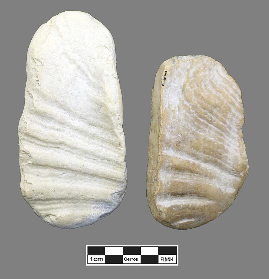 Rachel Hamilton later augmented Carr s original analysis by classifying over 17,200 marine and freshwater mollusk specimens excavated from the site in order to assess the degree and diversity of