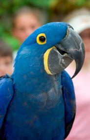 Lear s Macaw By Rucha The Lear s Macaw ( Anodorhynchus Leari ) is an endangered species that lives in scrub forests.
