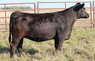 We really like our Beef King females we have in production. BD: 3-16-15 Tattoo: C36 Adj BW: 84 Adj WW: 603 13.1 71 101.18 11 18 53 * 10.3 29.4 -.19.45 -.029.60 145 78 A.I.