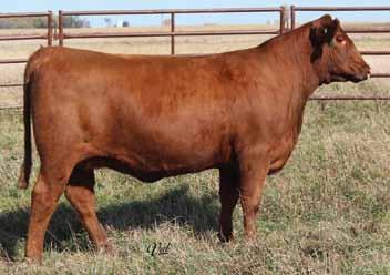 01 Messmer Joshua 019P Messmer Packer S008 Messmer Millie 124P HXC Conquest 4405P EIR Z203 EIR X213 A long time tested cow