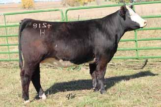 She s out of Epic, our Upgrade x Latisha herd sire. We breed all our unrelated heifers and the majority of our cow herd to.