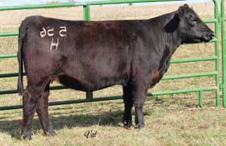 She is also bred to Epic for a purebred calf that should be really nice. 45 BD: 1-20-15 Tattoo: 546C Adj BW: 84 Adj WW: 740 10 1.8 72 98.16 9 15 51 * 11.9 30.1 -.31.22 -.066.70 124 72 KGH Ms.