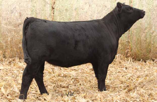ASF Blue Moon, Dam Sells as Lot 75 62 HSF Better Than Ever GLS New Direction X184 GLS N6 HSF Dynamite Y144 ASF Blue Moon ASF Twilight ASF Dreamy D4 Black Polled Purebred ASA#3140148 The New Direction