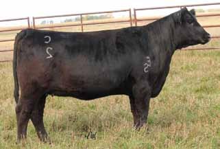 2 Mr. NLC Upgrade U8676 R&R Chamberlain X744 R&R Miss Traveler T744 B C Lookout 7024 HS Look At Me X381N HHSF Black Glitter C105 comes to you right off the top of the heifer pen.
