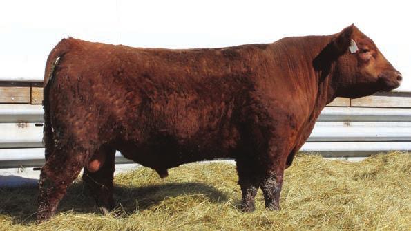 35C is an attractive bull and has a lot of natural thickness.