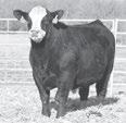 F - Sim-Angus Bulls FS LOCK N LOAD 6223D - He sells as Lot 53. He and his flush brother sell as Lots 53 and 54.