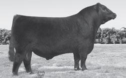 37 An impressive well designed, stylish son of the popular and proven Silveiras Style 9303 in this bull who posted WR-103.
