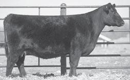 urphy Cattle Company Ideal Lady 400 All In 7248 109ABirth Date: 10-25-2017 Bull 19042236 Tattoo: 7248 109 Birth Date: 1-15-2014 Cow 17966248 Tattoo: 400 #Famous 7001 S D Gambles Hot Rod +Champion