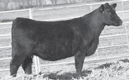 WLE UNO ASS X549 - A daughter of this proven calving ease sire sells as Lot 123.