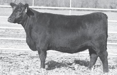 F - Fall Bred Heifers Here is a daughter of the Genex sire Insight who posted BR- 97, WR-104, and YR-103 from a two-year old dam.