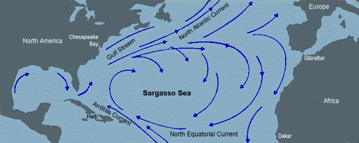 The Sargasso sea is named for a kind of sea weed called sargassum.