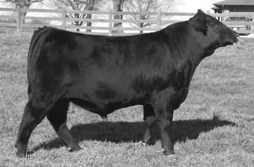 C C DIXIE ERICA 814G B C LOOKOUT 7024 O C C LEGEND 616 KRAMERS LUCY 150 GIBBET HILL MIGNONNE E37 K F LUCY 308 CONNEALY FOREFRONT BUSHS LUCY POWER 209 Stout made DUFF HOBART bull calf that has the
