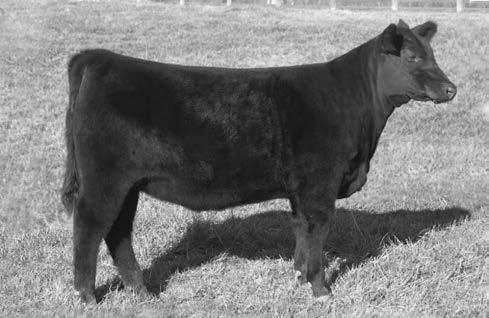 fame TC FREEDOM 104, MCATL BY-PRODUCT, and DDA BARBARA families. Her dam is a no miss, proven producer for Rocklin whose daughters have followed her in her path.