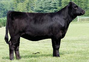 18 Harkers Why Not Me W110 ASA#2482819 Polled Black Purebred Tattoo: W110 BD: 1-3-09 Adj. BW: 76 ET Pedigree & EPDs for Lots 18 & 18A 7 2.0 27 49-1 -1 13 15-5.6 -.03.