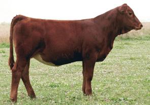 Breeder: Whispering Oaks Simmentals 34 Est. EPDs Whsp Oaks Only Better 913W ASA#Pending Polled Red Purebred Tattoo: 913W BD: 2-17-09 BW: 84 10 1.3 28 53 6 6 20 17-3.9 -.03.11.01.