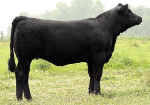 18 API 99 TI 58 Pasture Sire: CLR WTR Vendetta U12 from 6-15 to 7-6-09 49 This attractive fronted, moderate framed female goes back to an MT daughter from Cane Ridge Cattle Company.