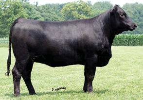2 30 67 * 3 18 - CW 2.8 YG.01 Marb.42 BF.03 REA.20 API 109 TI 66 Pasture Sire: JS Ring of Fire 23U from 5-7 to 6-27-09 Bred heifers like U122 are hard to part with.