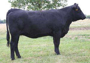 Sired by the immortal Dream On and bred to Trademark, take her home and she will work whether it be a club calf program or breed her up to the purebred level. A.I.