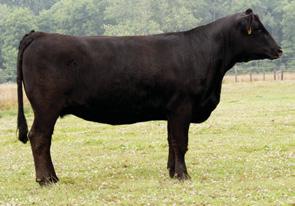 02 API 91 TI 54 Pasture Sire: WHSP OAKS Thrill Seeker from 5-30 to 7-30-09 Pedigree & EPDs for Lots 72 & 73 * 0.7 15 29 * -7 0 - -19.2.03.29.04 -.