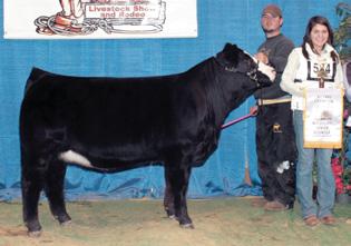 Show Realize Your Dreams with Fancy Show Heifers Purchased at the Field of Dreams Sale!