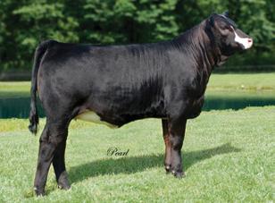 JF Ebonys Joy 5105R Cow Family Reference DAM As I sit down to write the footnotes on this group of exciting genetics out of 5105R, I cannot help but