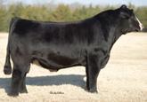 of the hard-to-get Steel Force bull. All of these heifers are super fronted, deep bodied, thick and extremely sound.