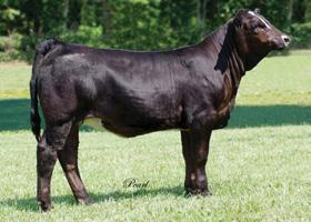 31 API 125 TI 67 Pasture Sire: CLR WTR Stars Momentum from 5-22 to 6-14-09 Pasture Sire: CLR WTR Vendetta U12 from 6-15 to 7-6-09 Pedigree & EPDs for Lots 4 & 4A 8-0.3 27 49 3 7 20 20-8.6.02.05.04.