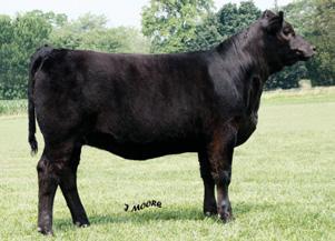 flushmates. She possesses a lot of power and, yet is super complete and ultra feminine. 7B 8 Harkers Forever Lady W103 ASA#2482818 Dbl. Polled Black 1/2 SM 1/2 AN Tattoo: W103 BD: 1-1-09 Adj.