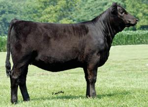 09 99 58 MEYER RANCH 734 3C MACHO M450 BZ 3C CROCUS H112 B A A R NEW TREND MAPLE LANE FOREVER LADY MAPLE LANE FOREVER LADY 776 We, at Harker Simmentals, are blessed with some excellent Angus donor