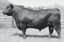 A A R Frontman 8071 28 27 A A R THIRTY-AUGHT-SIX 8181 Bull Reg: 19230965 Calved: 02/13/18 Tattoo: 8181 CONNEALY CONFIDENCE 0100# CONNEALY TOBIN BECKA GALA OF CONANGA 8281 A A R THIRTY-AUGHT-SIX +.