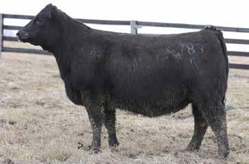 .. OCC JUANADA 775C PAPA FORTE 1921 OCC BLACKCAP 787H OCC GENESIS 872G OCC DIXIE ERICA 814G BON VIEW NEW DESIGN 1407 E&B 5706 LADY ARBITRATOR 824 This is an extremely stout, big hipped heifer with