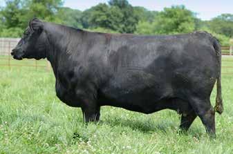 REGISTERED ANGUS & A+ BULLS RUDOW S WHOLESOME 953 / Sire of Lots 119 & 120 RUDOW S ERICA 814G 813 / Dam of Lots 119 & 120 119 Duff-R Wholesome 717 ANGUS - Calved 01/29/2017 - Tattoo 717 DCC NEW LOOK
