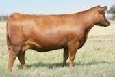 .. LEACHMAN END CUT 1383G RED STEWART LADY J 82 00 73 2005 44 NON REGISTERED PUREBRED RED ANGUS BULLS Registered Red Angus.
