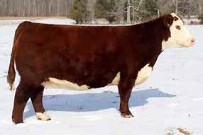 full brother to Ringo, is similar to his full brother in quality and style. Both bulls are attention grabbing!