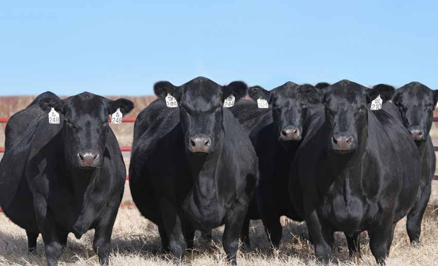 The Heifer Offering... We are especially excited to offer for the first time ever a select group of replacement heifers.