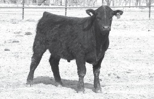 72 64 Commercial Bull AAA# Commercial DOB 2/27/18 Tattoo 833 Please see supplement sheet on sale day 90 34 CED BW WW YW CEM Milk $W $F WM Weigh Up 342D 82 61 AAA# 19382320 DOB 1/5/18 Tattoo 82