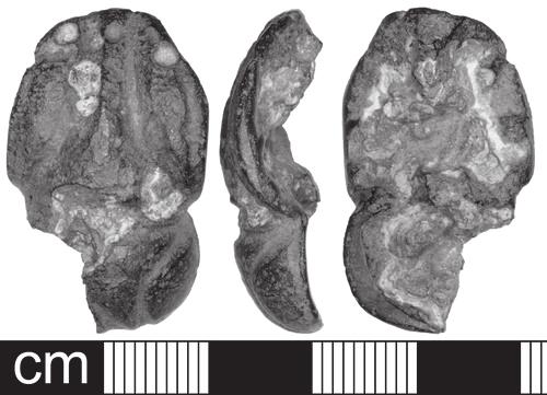 SOMERSET ARCHAEOLOGY AND NATURAL HISTORY, 2008 Fig. 2 Vessel escutcheon from Huish Episcopi Age metalwork are not particularly common in Somerset.