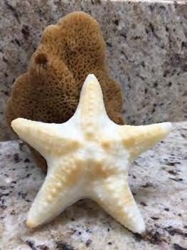 Conch Shell Goat's Milk Soap w/embedded Natural Sea Sponge Life-sized